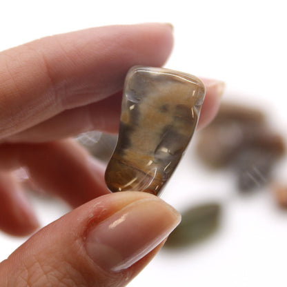 M Tumble Stone - Petrified Wood Medium and Large Tumble Stones - Bath Indulgence