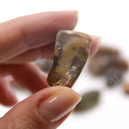 M Tumble Stone - Petrified Wood Medium and Large Tumble Stones - Bath Indulgence